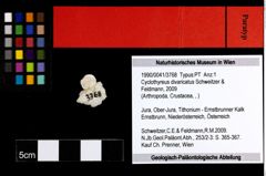 Foto (Objekt + Etiketten) von Cyclothyreus divaricatus (Schweitzer & Feldmann, 2009) 